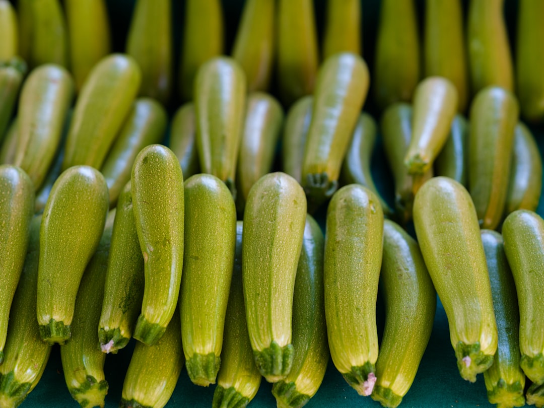 Delicious Round Zucchini Recipes to Try Today